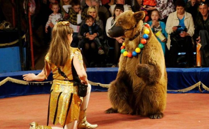 Прокуратура оштрафовала барнаульский цирк шапито на 800 тысяч рублей