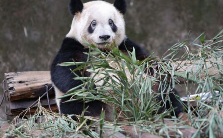 Панда в китайском зоопарке притворялась беременной ради еды и комфортных условий