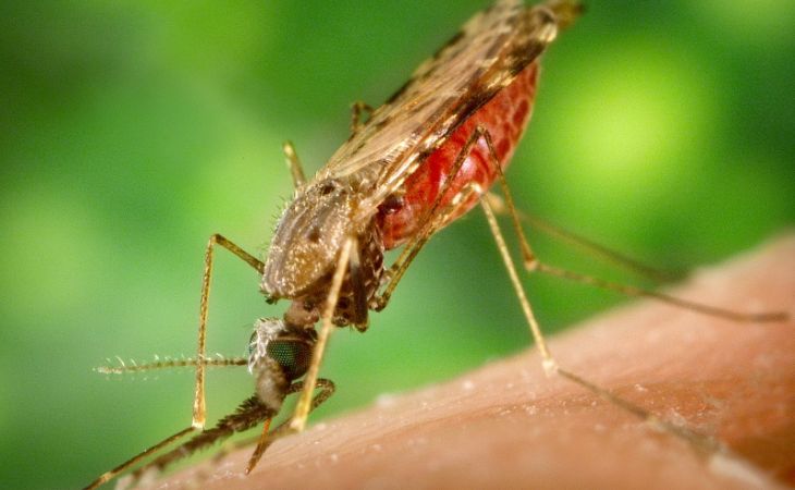 Ученые заявили, что малярийные комары в ближайшее время доберутся до Сибири
