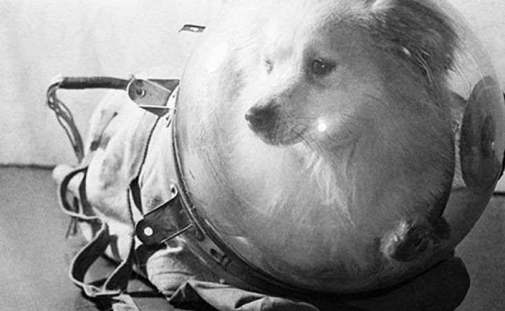 Cкафандр первых собак-космонавтов Белки и Стрелки продали на аукционе