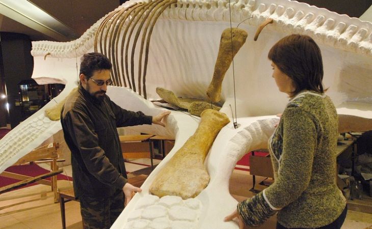 Останки динозавра юрского периода впервые обнаружили в России