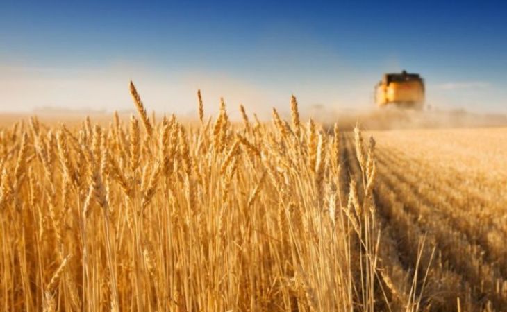 Минсельхоз заявил об  увеличении урожайности зерна в 2014 году до 104 миллионов тонн