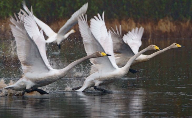 Праздник, посвященный прилету лебедей-кликунов, впервые пройдет на Алтае