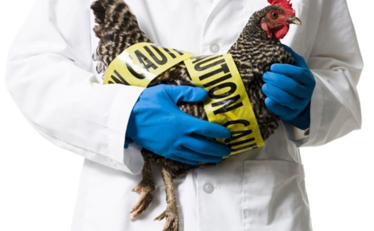 Птичий грипп обнаружили в Алтайском крае