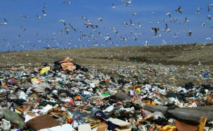 Алтайский сельсовет обязали убрать свалку из-за скопления птиц вблизи аэропорта