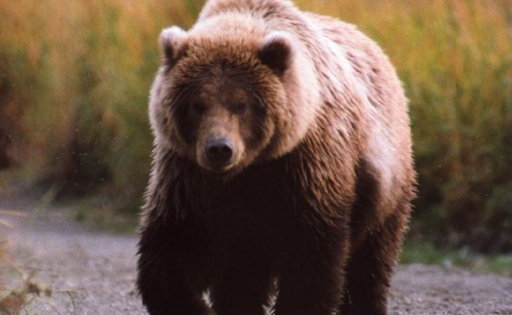 Охотник может получить полгода тюрьмы за убийство бурого медведя на Алтае