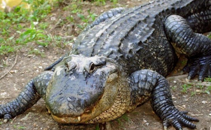 Россельхознадзор разрешил ввоз мяса крокодила с Филлипин
