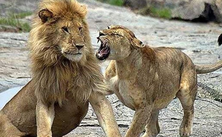 Лев на глазах у посетителей напал на львицу в польском зоопарке