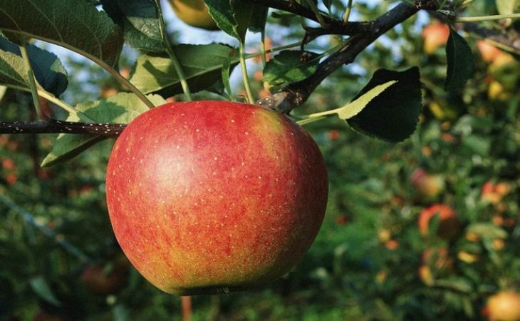Дефицит яблок ожидается в российских магазинах после Нового года