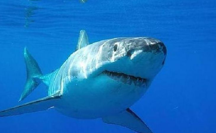 Австралийка прогнала своим громким криком напавшую на неё акулу