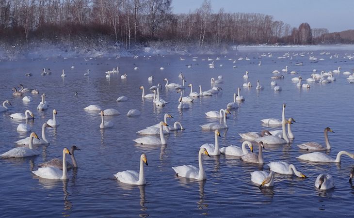 Лебеди-кликуны покинули озеро Лебединое в Алтайском крае