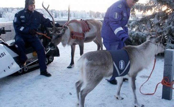 Российским полицейским закупят северных оленей