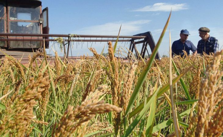 Россия бьет рекорды по урожаю риса