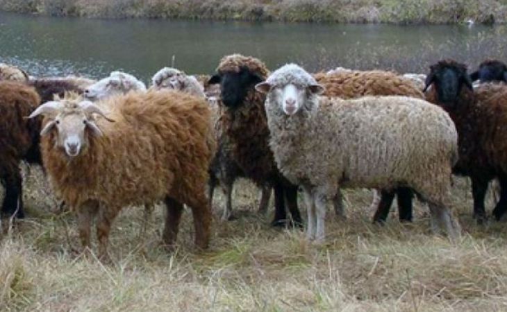 Стадо овец пригнали французские фермеры к Эйфелевой башне в знак протеста