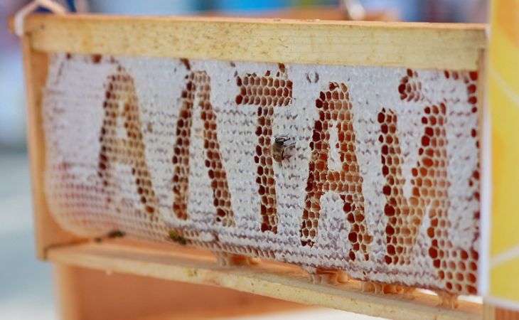 Пчеловоды Алтая смогут выйти на российский рынок уже в следующем году – эксперт