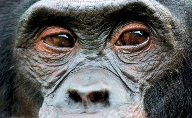 Суд Нью-Йорка отказался признавать шимпанзе личностью