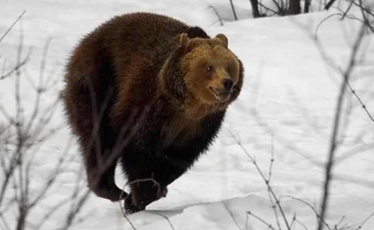 Прокуратура заинтересовалась видео, на котором железнодорожники давят медведя в Норильске