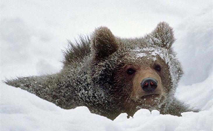 Медведь, сбитый в Норильске локомотивом, возможно, выжил
