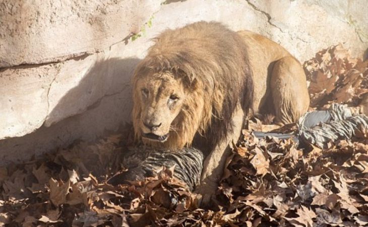 Посетитель зоопарка прыгнул в вольер со львами (видео)