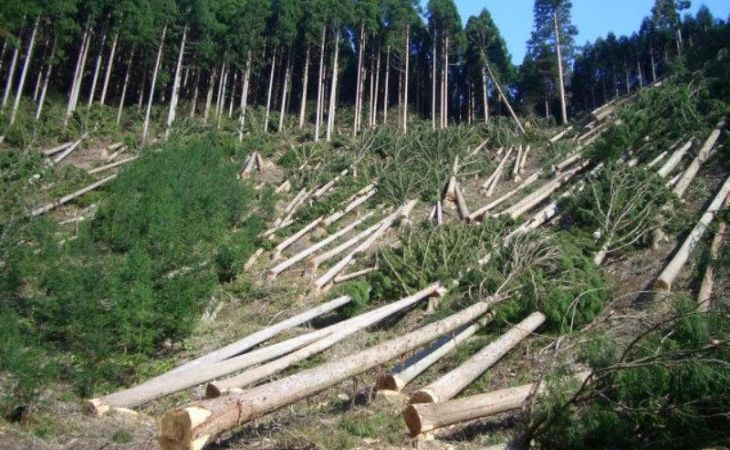 Алтайский лес продолжает гибнуть на "законных" основаниях