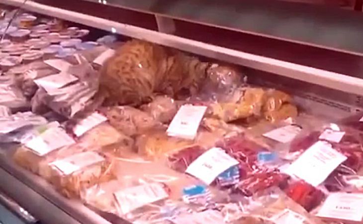 Бездомный кот в аэропорту Владивостока поел морепродуктов на 60 тысяч рублей