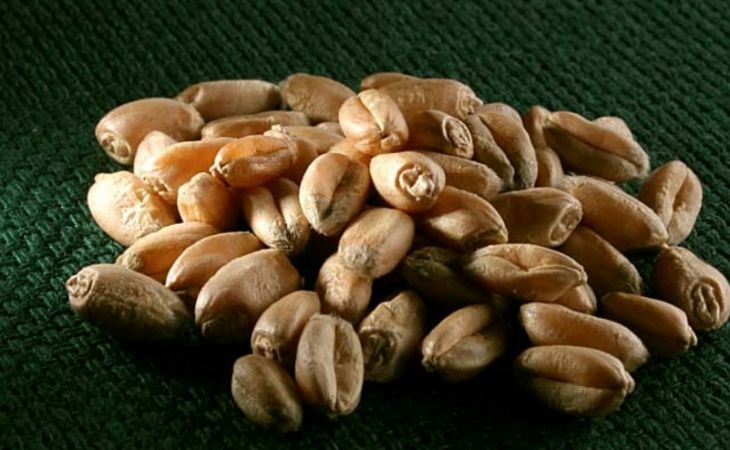 Цены на зерно выросли в Алтайском крае более чем на 30%