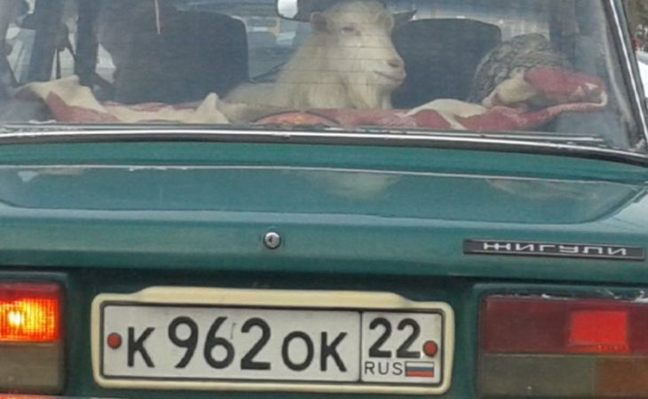 "Жигули" с живым козлом в салоне катается по Барнаулу