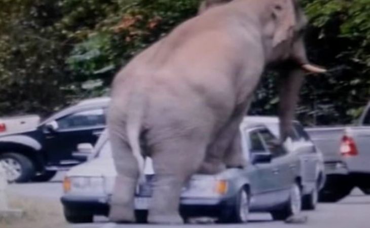 Слон растоптал автомобиль туристов в Таиланде