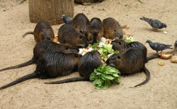Туристы жалуются на огромное количество крыс на пляжах Паттайи