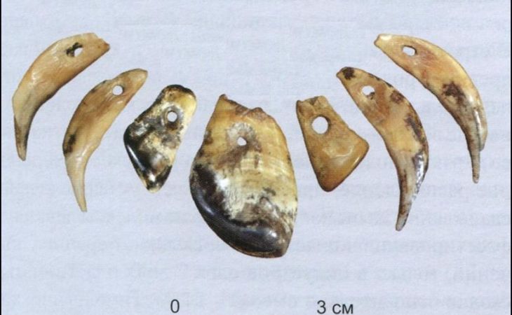 Древнейшие подвески из зубов лося нашли на Алтае
