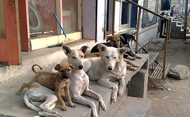 Отлов бродячих собак на Алтае будет проходить под контролем общества защиты животных