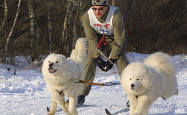 Соревнования по скиджорингу состоятся в Барнауле в День защитника Отечества