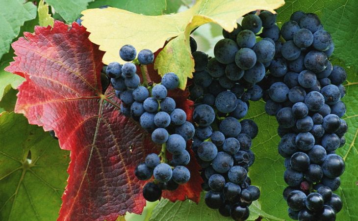 Барнаульцев научат старинным секретам по выращиванию винограда