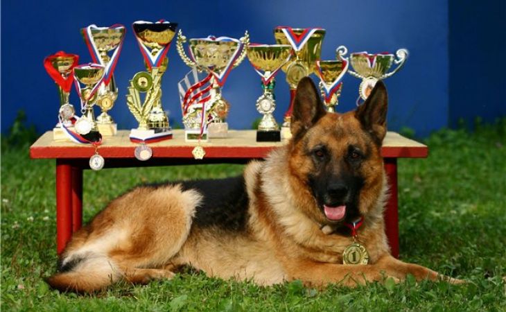 Выставка беспородных собак "Кубок Барбоса" пройдет в Барнауле