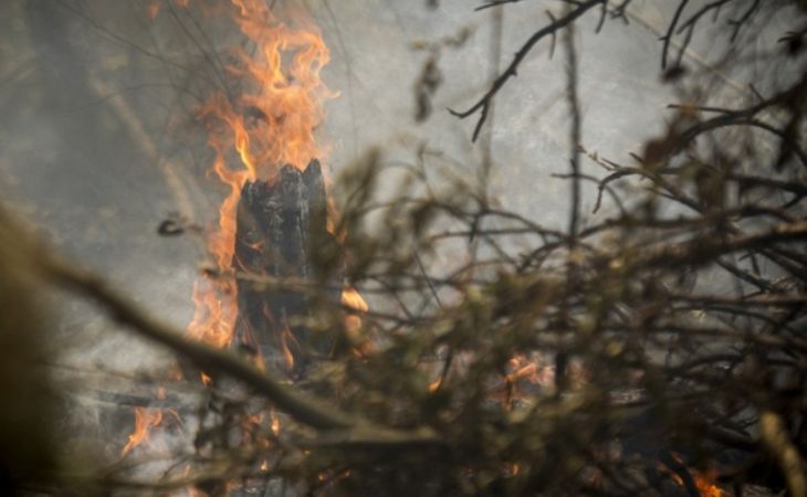 Оппозиционером – поджигателем леса в Забайкалье оказался 16-летний подросток
