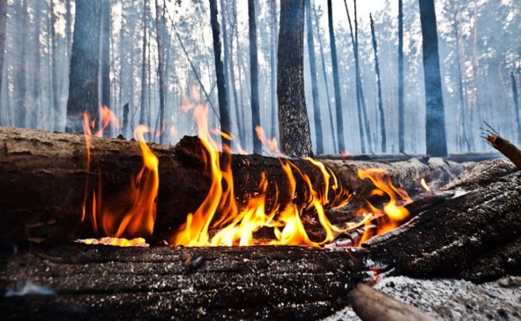 Жителям Алтая из-за жары запретили до начала лета посещать леса