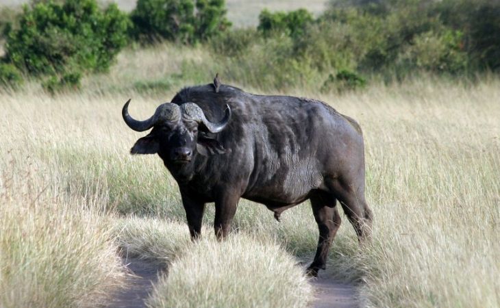 Россельхознадзор увеличит число поставщиков индийской буйволятины в Россию
