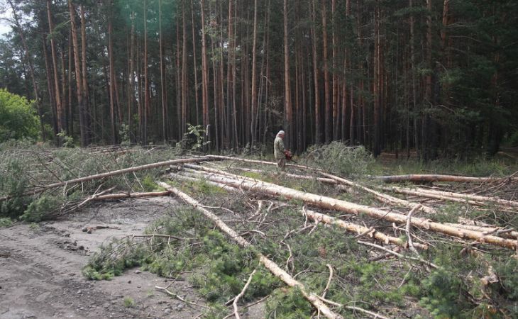 ОНФ занялся лесными проблемами в Алтайском крае