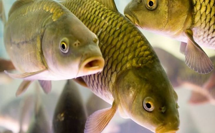 Власти Алтая планируют увеличить производство рыбы в 2,5 раза
