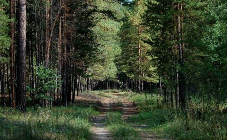 Леса на Алтае закроют для посещения до конца июня