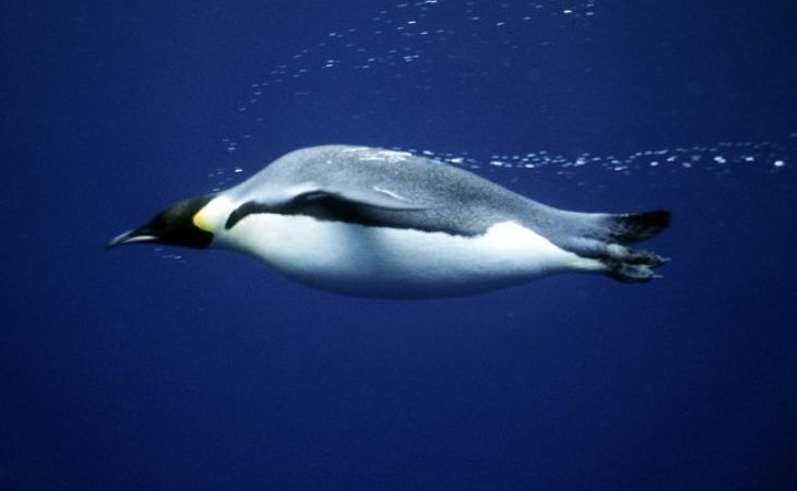 Пингвин, сбежавший из зоопарка Тбилиси, доплыл до Азербайджана