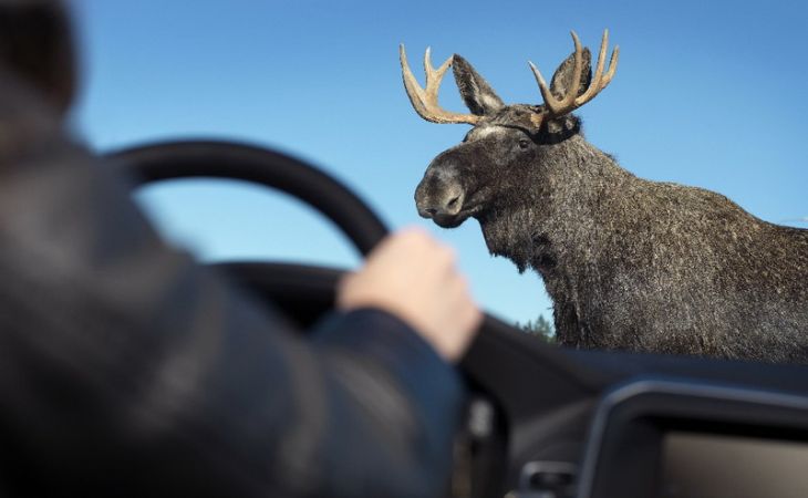 На трассе под Барнаулом "Тойота" насмерть сбила лося