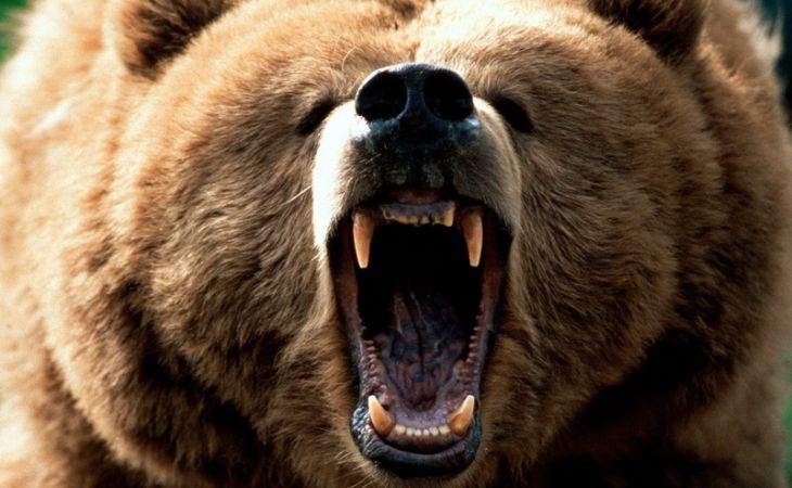 Медведь, живущий у шашлычной в Томске, оторвал руку пьяной девушке