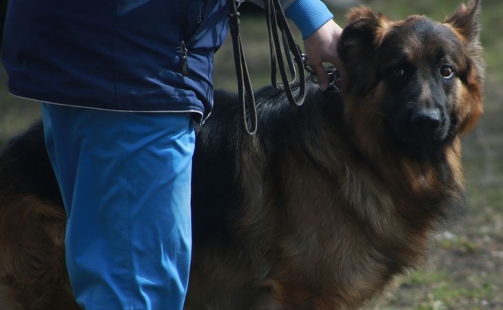 Женщина в Барнауле будет платить за собаку, которая любит кусать прохожих
