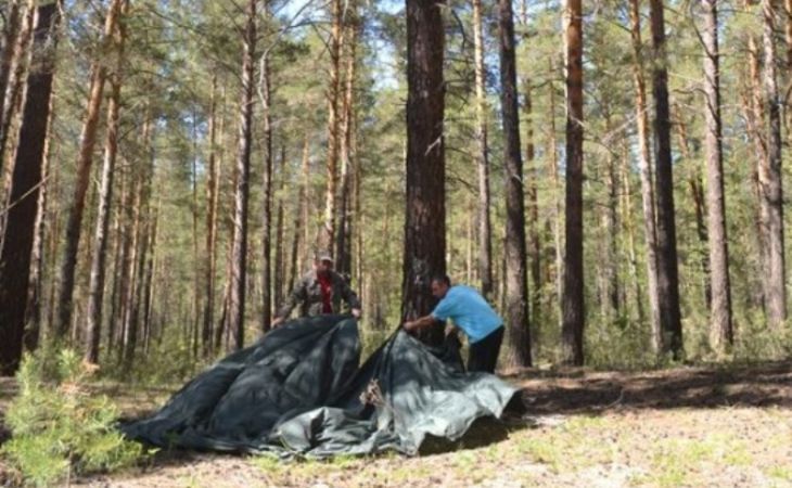 Борьбу с лесными вредителями на Алтае перенесли на весну 2016-го