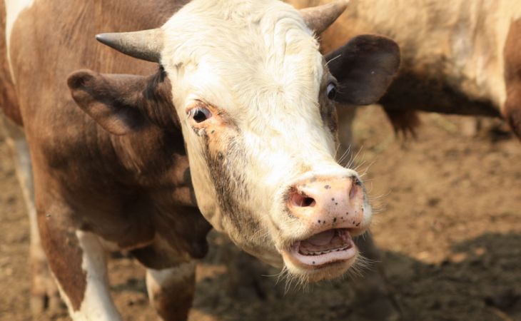 Учёные на Алтае разработали новый способ консервировать корм для скота