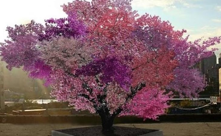 Профессор из США создал дерево, на котором растут 40 видов фруктов