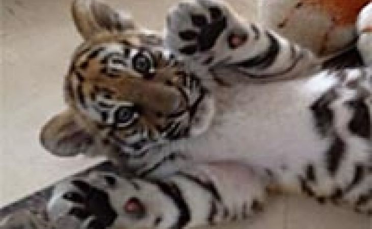 В Хабаровском крае застрелили "президентского" тигренка