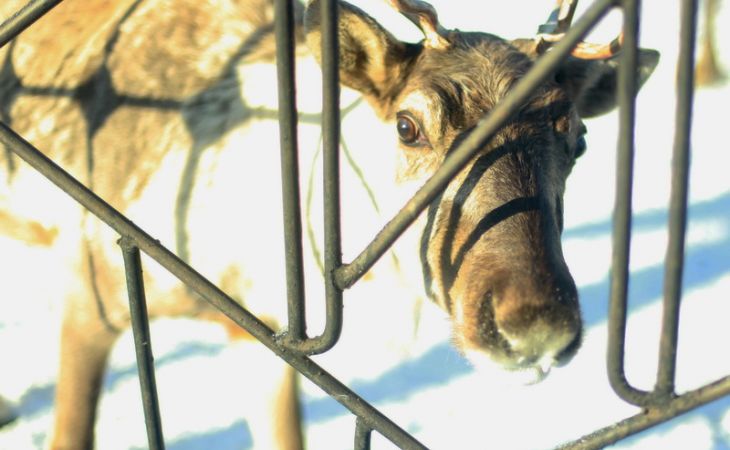 В Барнаульском зоопарке по вине посетителей погибла самка северного оленя