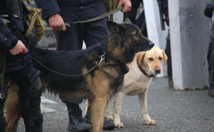 Кинологи с собаками проверят площадки на День города в Барнауле